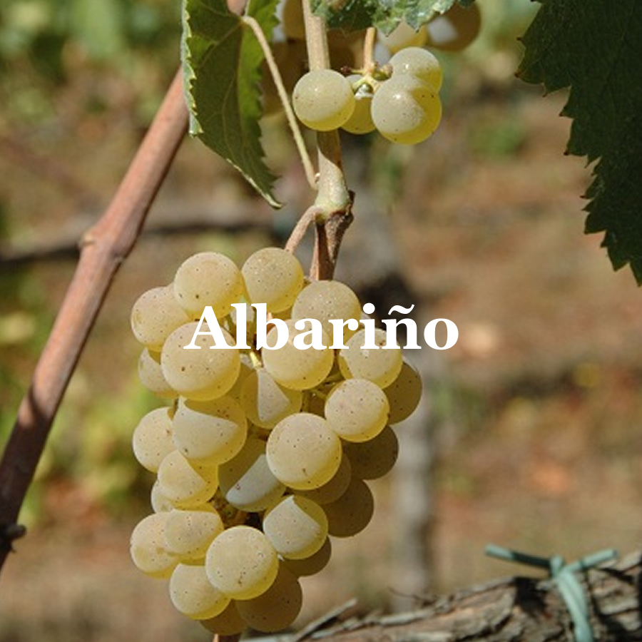 White wine - Ribeiro Wine