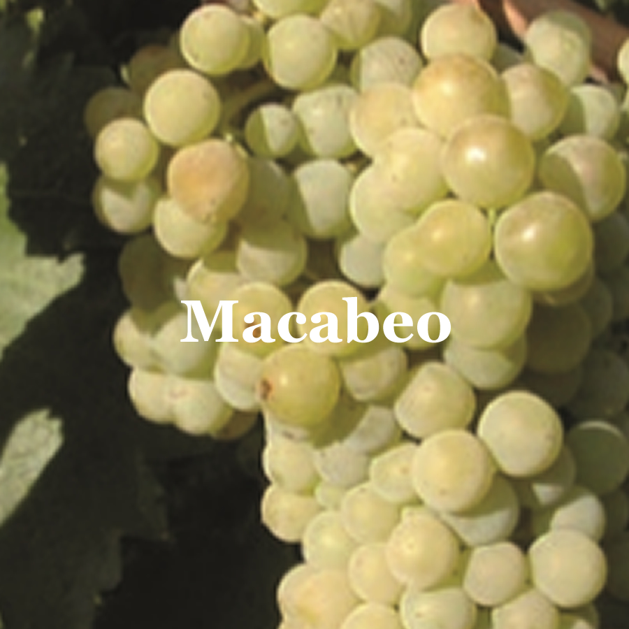 RB_ut_macabeo_variedad